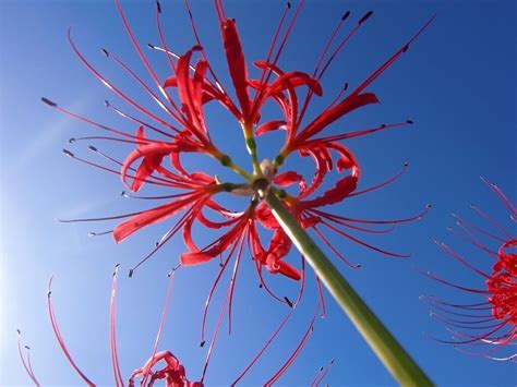 彼岸花 開花|【彼岸花】今年はヒガンバナの開花が遅い！？〜気温と開花時期。